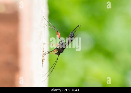 Schlupfwespe an Niströhre von Mauer-Lehmwespe (Ancistrocerus nigricornis), Weibchen sticht mit Legebohrer durch den Nestverschluss der Lehmwespe, Sten Stockfoto