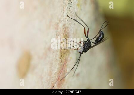 Schlupfwespe an Niströhre von Mauer-Lehmwespe (Ancistrocerus nigricornis), Weibchen sticht mit Legebohrer durch den Nestverschluss der Lehmwespe, Sten Stockfoto