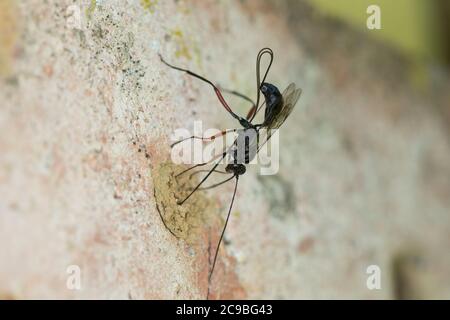 Schlupfwespe an Niströhre von Mauer-Lehmwespe (Ancistrocerus nigricornis), Weibchen sticht mit Legebohrer durch den Nestverschluss der Lehmwespe, Sten Stockfoto