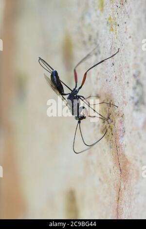 Schlupfwespe an Niströhre von Mauer-Lehmwespe (Ancistrocerus nigricornis), Weibchen sticht mit Legebohrer durch den Nestverschluss der Lehmwespe, Sten Stockfoto