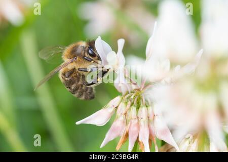 Honigbiene, Honig-Biene, Europäische Honigbiene, westliche Honigbiene, Biene, Bienen, APIs mellifera, APIs mellifica, Honigbiene, Bienenstock, Westlichen Hon Stockfoto