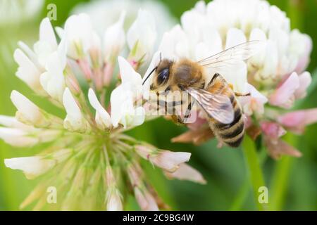 Honigbiene, Honig-Biene, Europäische Honigbiene, westliche Honigbiene, Biene, Bienen, APIs mellifera, APIs mellifica, Honigbiene, Bienenstock, Westlichen Hon Stockfoto