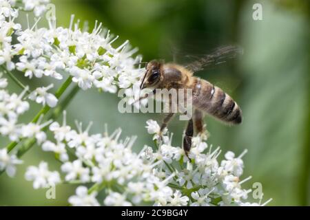 Honigbiene, Honig-Biene, Europäische Honigbiene, westliche Honigbiene, Biene, Bienen, APIs mellifera, APIs mellifica, Honigbiene, Bienenstock, Westlichen Hon Stockfoto