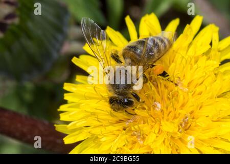 Honigbiene, Honig-Biene, Europäische Honigbiene, westliche Honigbiene, Pollenhöschen, Pollen, Biene, Bienen, APIs mellifera, APIs mellifica, Blütenbes Stockfoto