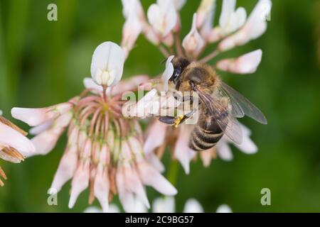 Honigbiene, Honig-Biene, Europäische Honigbiene, westliche Honigbiene, Biene, Bienen, APIs mellifera, APIs mellifica, Honigbiene, Bienenstock, Westlichen Hon Stockfoto