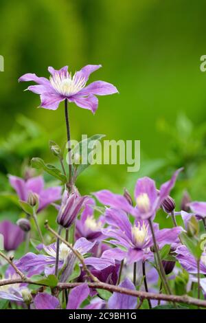 Tiefblau-mauve Blüten von spätblühenden Clematis 'Arabella'. Clematis integrifolia 'Arabella'. Stockfoto