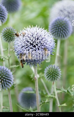 Honigbiene, Honigbiene, APIs mellifera Fütterung auf Echinops bannaticus 'Taplow Blue' Kugeldistel 'Taplow Blue Stockfoto