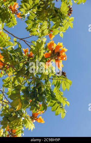 Blühende orange Spathodea campanulata, oder afrikanische Tulpenbaum. Bali, Indonesien. Stockfoto