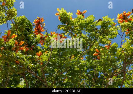 Blühende orange Spathodea campanulata, oder afrikanische Tulpenbaum. Bali, Indonesien. Stockfoto