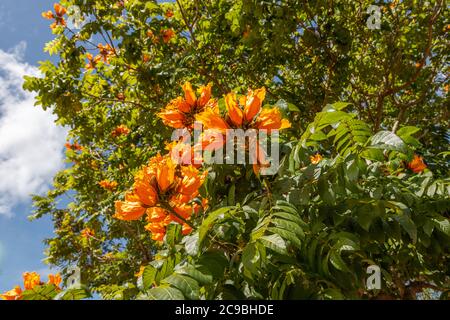 Blühende orange Spathodea campanulata, oder afrikanische Tulpenbaum. Bali, Indonesien. Stockfoto