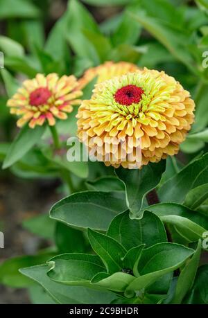 Hellorange und Limettenblätter von Zinnia elegans 'Queen Lime Orange' Teil der 'Queen Lime' Serie. Stockfoto