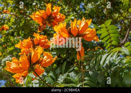 Blühende orange Spathodea campanulata, oder afrikanische Tulpenbaum. Bali, Indonesien. Stockfoto