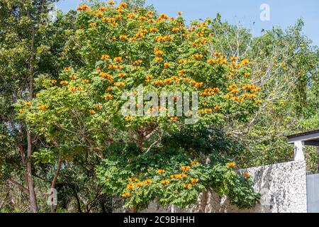 Blühende orange Spathodea campanulata, oder afrikanische Tulpenbaum. Bali, Indonesien. Stockfoto