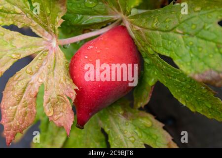 Reife rot-orange Frucht von Podophyllum hexandrum oder Sinopodophyllum hexandrum auch als Himalayan kann Apfel oder indischen Apfel bekannt Stockfoto