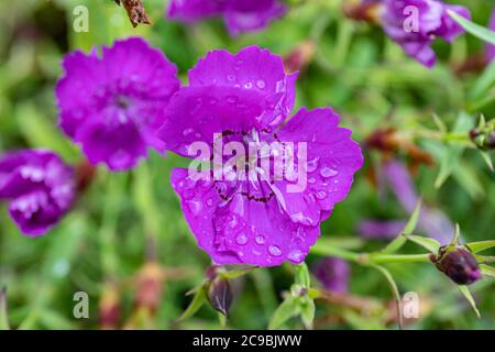 Nahaufnahme von Dianthus chinensis, allgemein bekannt als Regenbogenrosa oder China rosa, blühen an einem regnerischen Tag Stockfoto