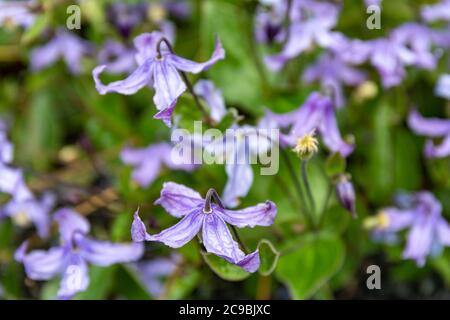 Nickende, urnenförmige blaue Blüten von Clematis integrifolia Stockfoto