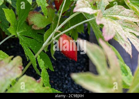 Reife rot-orange Frucht von Podophyllum hexandrum oder Sinopodophyllum hexandrum auch als Himalayan kann Apfel oder indischen Apfel bekannt Stockfoto