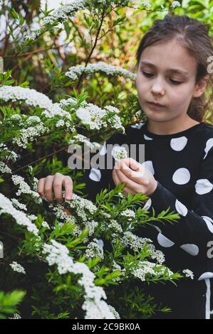 Junges Mädchen trägt eine schwarz weiß gepunktete Bluse bewundern winzige weiße Frühlingsblumen in ihrem Garten. Spiraea arguta bekannt als Brautkranz oder Schaum von Mai Stockfoto