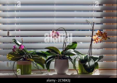 Orchideen Blumen in Töpfen auf Fensterbrüstungen gegen Jalousien. Topfpflanzen zu Hause. Phalaenopsis. Orchidaceae. Stockfoto