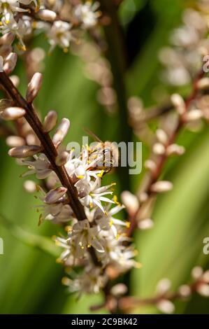 Selektives Fokusfoto der braunen Biene, die auf weißen Blüten der Cordyline Australis Blüten bestäubt, allgemein bekannt als Kohlbaum, Kohlpalme oder tī Stockfoto