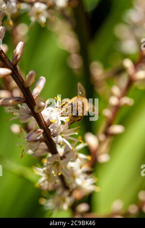 Selektives Fokusfoto der braunen Biene, die auf weißen Blüten der Cordyline Australis Blüten bestäubt, allgemein bekannt als Kohlbaum, Kohlpalme oder tī Stockfoto