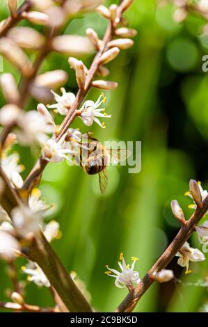 Selektives Fokusfoto der braunen Biene, die auf weißen Blüten der Cordyline Australis Blüten bestäubt, allgemein bekannt als Kohlbaum, Kohlpalme oder tī Stockfoto