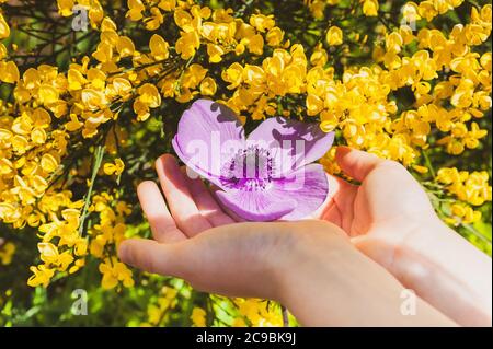 Junge Paar Hände sanft hält einen lila Mohn in Blüte. Nahaufnahme der Blume neben gelben Besenblumen. - Cytisus Frühlingsblumen. Stockfoto