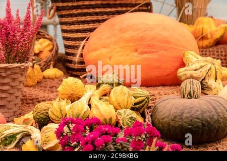 Blumenarrangement im Herbst. Schönes Bouquet mit Chrysanthemen, dekorative Kürbisse Stockfoto