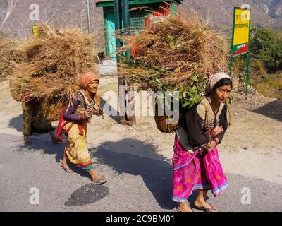 Frauen tragen schwere Lasten von Brennholz, Himalaya, Himalaya-Gebirge mit dem Ganges fließt durch sie. Stockfoto