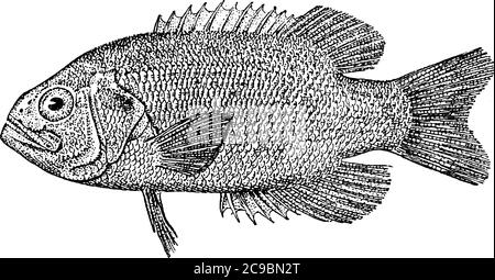 Redeye Fische häufig in Aquarien platziert werden von der Great Lake Region bis Louisiana gefunden. Es könnte Länge eines Fußes erreichen und ist in der Regel ein Olive g Stock Vektor