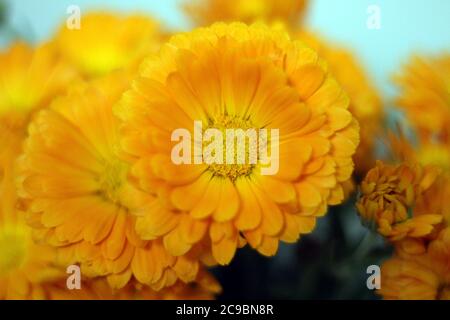 Blühende gelbe Kanne Ringelblumen Stockfoto