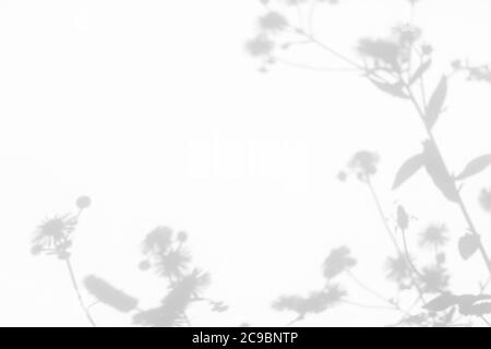 Overlay-Effekt für Foto. Verschwommene graue Schatten von Löwenzahn-Blüten und zartem Gras an einer weißen Wand. Abstrakte neutrale Natur Konzept Hintergrund. Sp Stockfoto