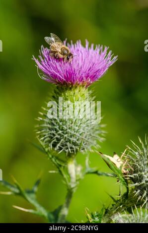 Cirsium vulgare, bekannt als Speerdistel, Stierdistel oder gewöhnliche Distel, Nahaufnahme Makro, Deutschland, Westeuropa Stockfoto