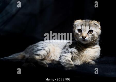 Schöne kleine Katze in der Sonne auf einem dunklen Hintergrund Stockfoto