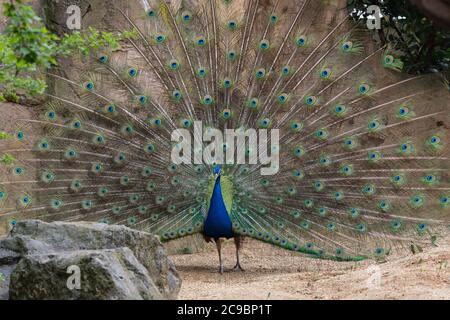 Erwachsenen männlichen Pfau anzeigen bunte Federn, Portrait eines erwachsenen männlichen Pfau seine Federn anzeigen Stockfoto