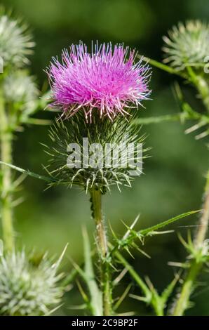 Cirsium vulgare, bekannt als Speerdistel, Stierdistel oder gewöhnliche Distel, Nahaufnahme Makro, Deutschland, Westeuropa Stockfoto