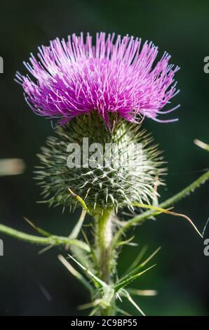 Cirsium vulgare, bekannt als Speerdistel, Stierdistel oder gewöhnliche Distel, Nahaufnahme Makro, Deutschland, Westeuropa Stockfoto