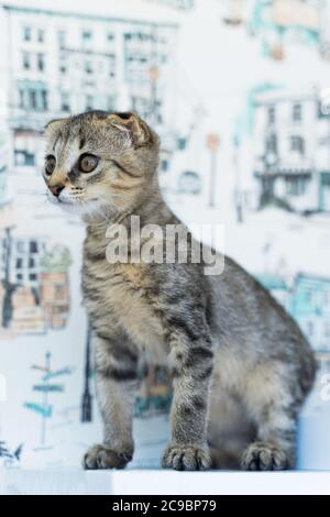 Schöne kleine Katze mit Lopohrmuschel auf weißem Hintergrund Stockfoto