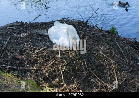 Mute Schwan, Cygnus olor, in einer schönen Haltung, die auf seinem Nest sitzt, Reinigung und Brauen Stockfoto