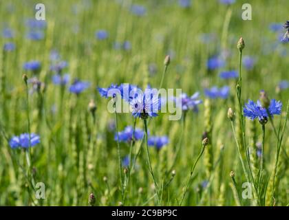 Bild mit blauen Kornblumen in einem Getreidefeld, Tapeten, Kornblumenblumen Hintergrund Stockfoto