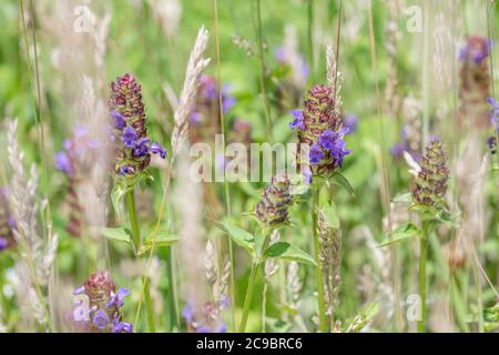 Blühende Köpfe von Self-Heal / Selfheal Prunella vulgaris, die in der Vergangenheit in der Kräutermedizin verwendet wurde. Wurde auch Carpenter's Herb genannt. Stockfoto