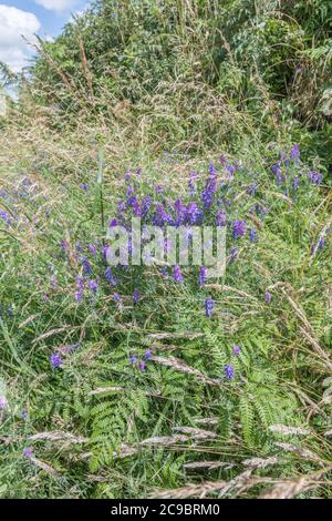 Blumen von blau getufteten Vetch / Vicia cracca in Cornwall Heckenhaus. Teile der Pflanze einmal als Medizin in pflanzlichen Heilmitteln verwendet. Pflanzliche Heilmittel Pflanzen. Stockfoto