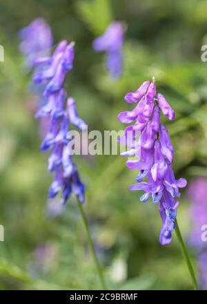 Blumen von blau getufteten Vetch / Vicia cracca in Cornwall Heckenhaus. Teile der Pflanze einmal als Medizin in pflanzlichen Heilmitteln verwendet. Pflanzliche Heilmittel Pflanzen. Stockfoto