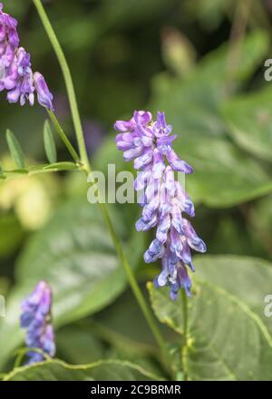 Blumen von blau getufteten Vetch / Vicia cracca in Cornwall Heckenhaus. Teile der Pflanze einmal als Medizin in pflanzlichen Heilmitteln verwendet. Pflanzliche Heilmittel Pflanzen. Stockfoto