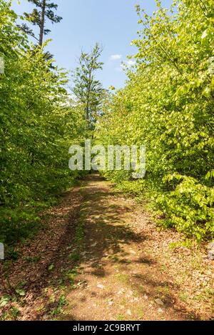 Frischer, grüner Laubwald im Frühling mit Wanderraul und Bkuehimmel in den Bergen der Slezske Beskiden in Tschechien Stockfoto