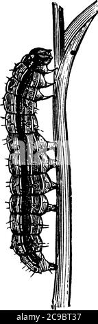 Zeigt einen Weizenkopf-Armeewurm, in seiner Larvenstufe, mit größeren und umgekehrten Y-förmigen Markierungen auf seinem Kopf und einem dunklen Band, das in Richtung des Zentr läuft Stock Vektor