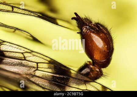 Abdomen der Skorpion-Fliege. Sein lateinischer Name ist Panorpa communis. Stockfoto