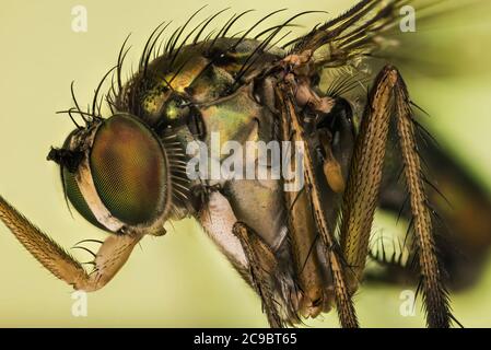 Makro Fokus Stapeln Porträt von Semaphore Fliegen auf einem Blatt. Ihr lateinischer Name ist Poecilobothrus nobilitatus. Stockfoto