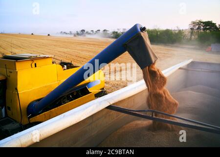 Überladung von Getreide aus den Mähdreschern in einen Getreidewagen auf dem Feld. Harvester Ablader Gießen gerade geernteten Weizen in Korn Box Körper Stockfoto