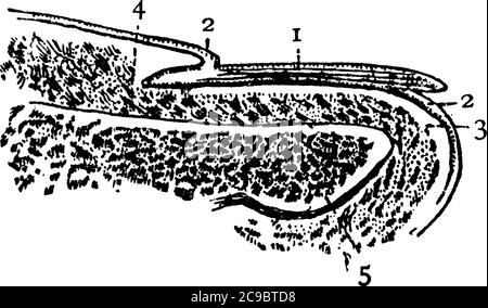 Eine typische Darstellung des vertikalen Abschnitts durch das Fingerende, '1, 2, 3, 4 und 5', die, Nagel, Nagelhaut, Nagelhaut, Cutis, Nut in Nagelhaut an Stock Vektor